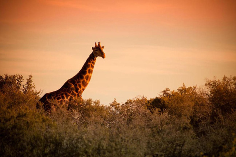 Au départ du Cap : 4 jours d'excursion de luxe sur la Route des jardins