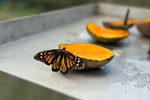 Puerto Plata: stadstour met vlindertuin