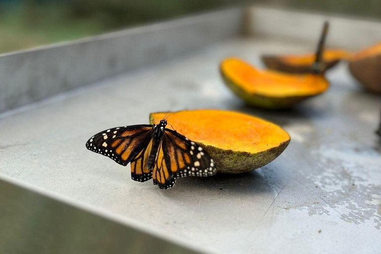 Puerto Plata: stadstour met vlindertuin