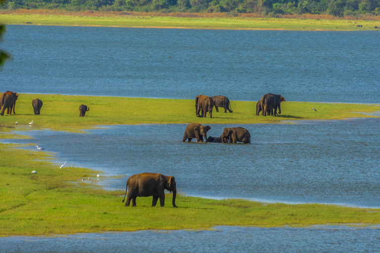 Safari dans le parc national de Minneriya depuis Kandy