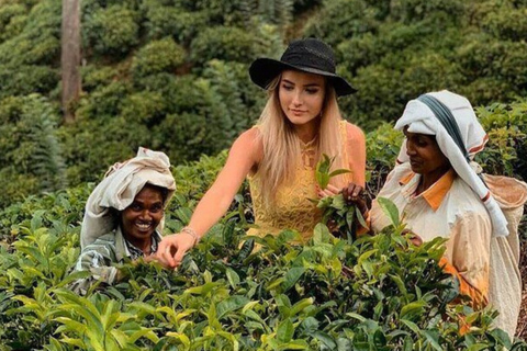 Lipton Seat Legacy: Tuk-Tuk & Train Tea Trails Tour