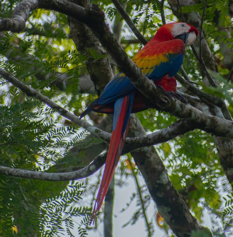 Sierpe: Jungle Wild Cruiser and Mangrove Forest Tour