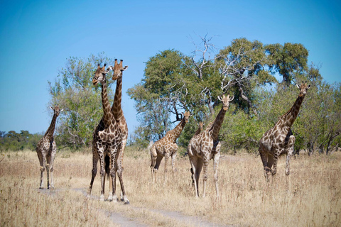 Excursión de un día a Chobe