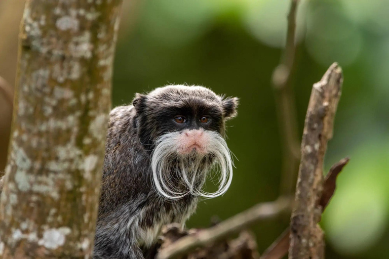 Manu 2 Days: Jungle Adventure and Wildlife Watching