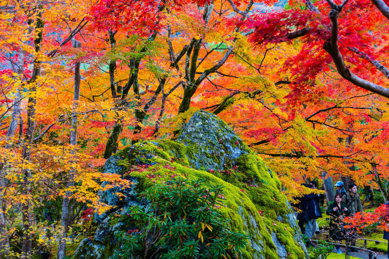 Kyoto : Visite privée d&#039;Arashiyama avec le train romantique de SaganoVisite privée