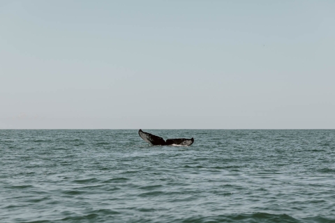 Uvita Ein-Tages-Tour: Whalewatching, Surfen & Wasserfälle