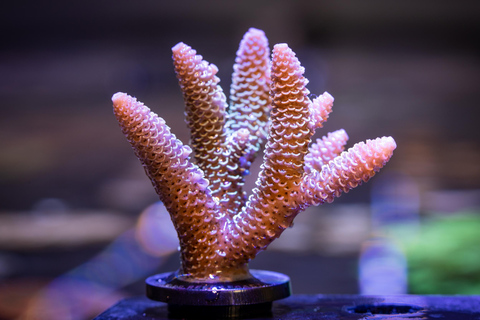 Port Douglas: Forever Reef Project Coral Biobank Guided Tour