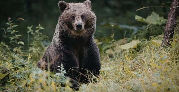 Lake Minnewanka: Bear Habitat Walk & Secluded Sunset Stop