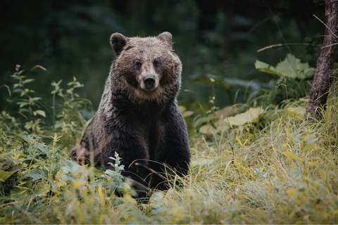 Banff: Grizzly Bear & Nature Walk & Hidden Gem Sunset Tour