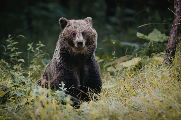 Banff: Grizzly Bear & Nature Walk & Hidden Gem Sunset Tour