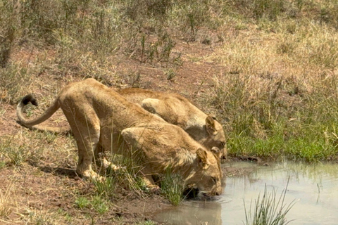 Nairobi Park Safari, Sheldrick's Orphanage & Giraffe Center Shared Drive in Open-Roof Van Game Drive
