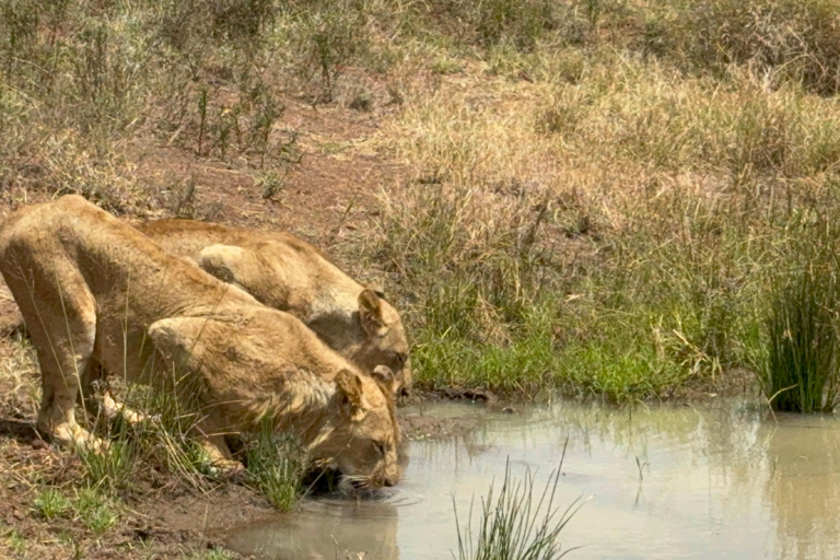 Nairobi Park Safari, Sheldrick's Orphanage & Giraffe Center Shared Drive in Open-Roof Van Game Drive