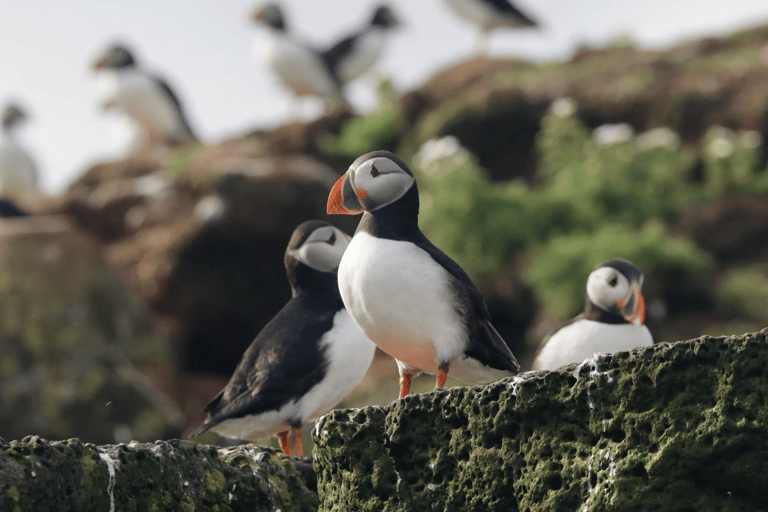 Reykjavik: Puffin and Whale Watching Boat Tour Combo
