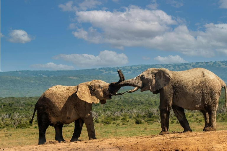 Nairobi: Amboseli National Park Guided Day Trip