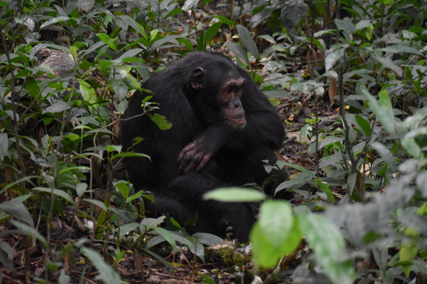 Uganda: Safári de 3 dias no Parque Nacional de Kibale com chimpanzés