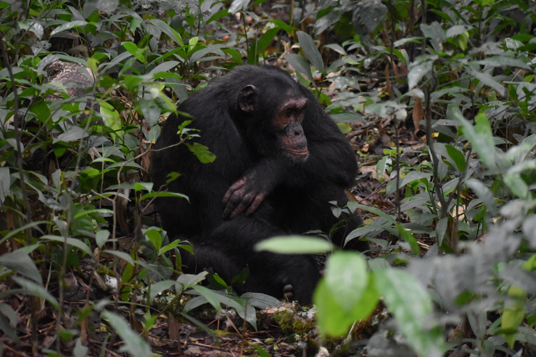 Uganda: 3-dniowe safari z szympansami w Parku Narodowym Kibale