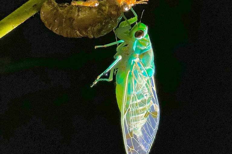 Puerto Jimenez: Jungle Night Walk near Corcovado NP
