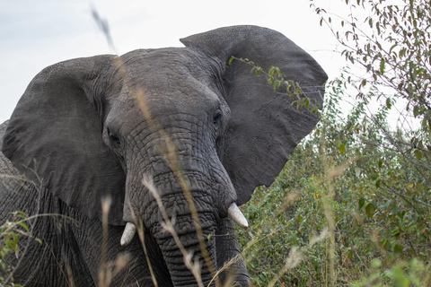 Kenya : visite guidée avec transfert et guide de la région