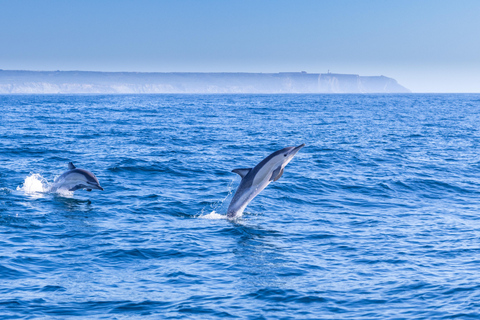 Lissabon: Bootstour zur DelfinbeobachtungLissabon: Bootstour mit Delfinbeobachtung