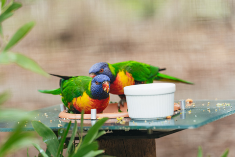 Von Melbourne aus: Phillip Island Eco Wildlife TourAb Melbourne: Öko-Wildlife-Tour auf Phillip Island