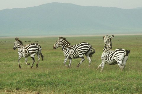 4天坦桑尼亚预算Safari - 昂戈罗戈罗火山口4天坦桑尼亚经济型Safari之旅 - 昂戈罗戈罗火山口