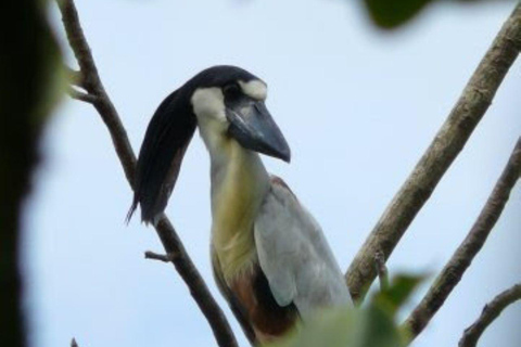 6 dias de aventura na Amazônia saindo de Iquitos