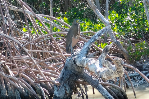 Tour des flamants roses Rio Lagartos, Yucatan 2 heures