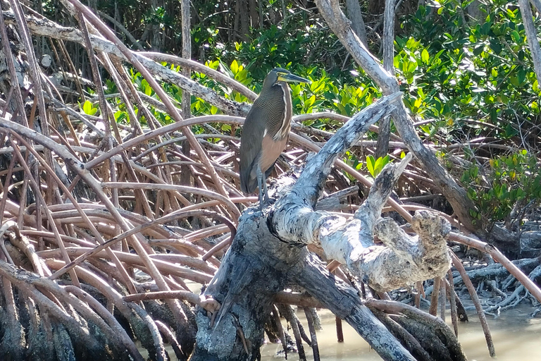 Passeio de flamingo Rio Lagartos, Yucatan 2 horas