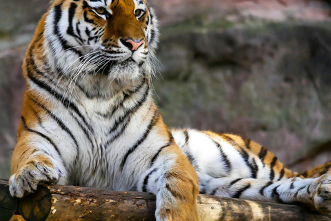 From Jaipur: Sariska National Park Day Tour with Jeep Safari