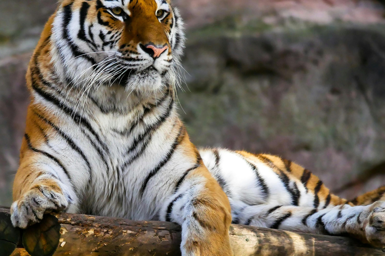 From Jaipur: Sariska National Park Day Tour with Jeep Safari