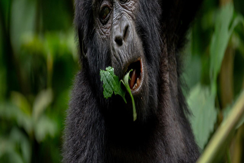 Uganda: 2 days mountain gorilla trekking experience