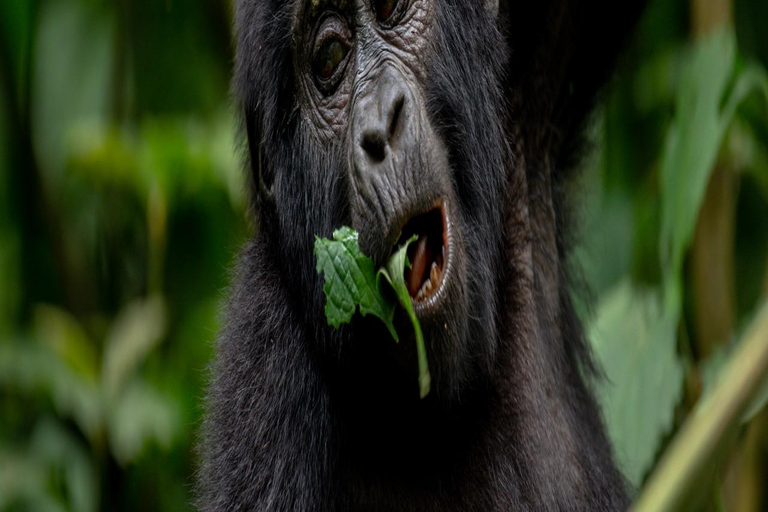 Uganda: 2 days mountain gorilla trekking experience