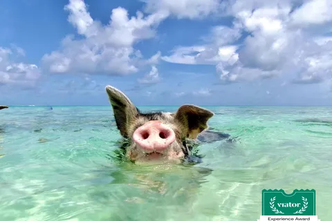 Nassau : visite matinale des cochons nageurs de l'île Rose