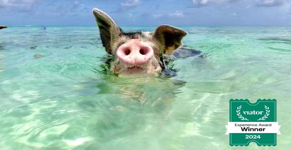 Nassau: Swimming Pigs and Private Beach Club Trip with Lunch