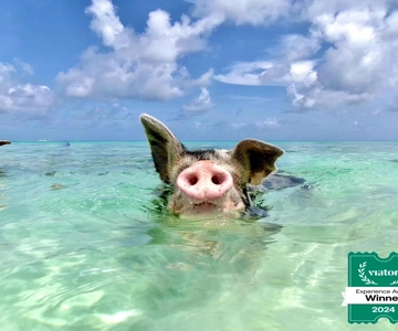 Nassau : visite matinale des cochons nageurs de l'île Rose