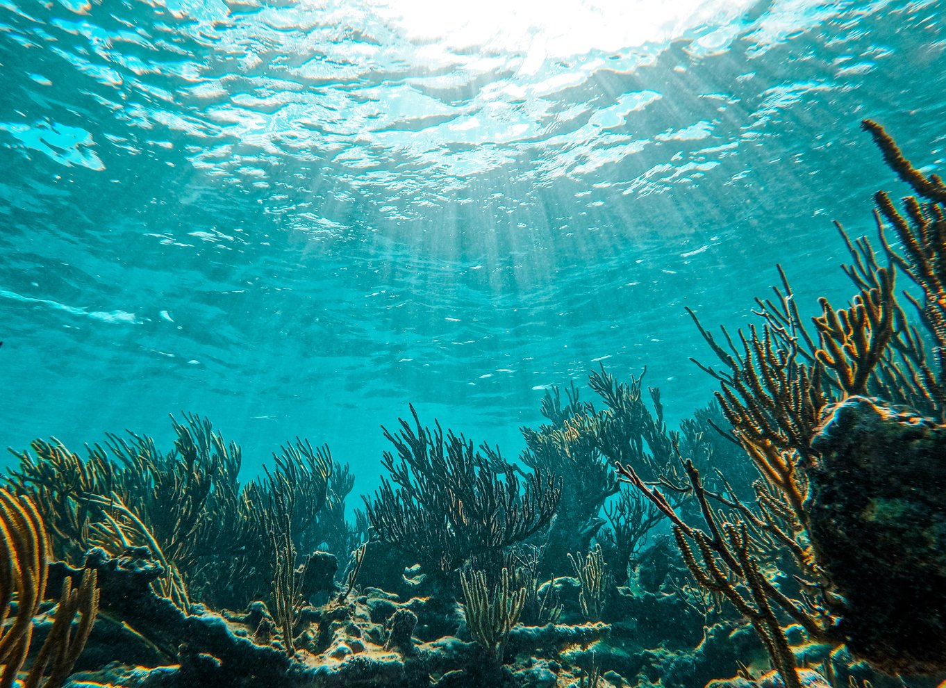 Tulum: 2-timers snorkling på to steder af Tulums rev