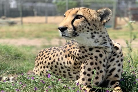 Cheetah Outreach Encounter and Wine Tasting Private Tour