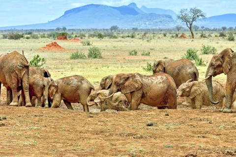 Von Mombasa aus: 3-tägige Tsavo West National Park Safari