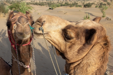Tanger: achakkar strand Kamelentocht & Marokkaanse lunchZonsopgang kamelentocht en Berbers ontbijt op het strand van Tanger