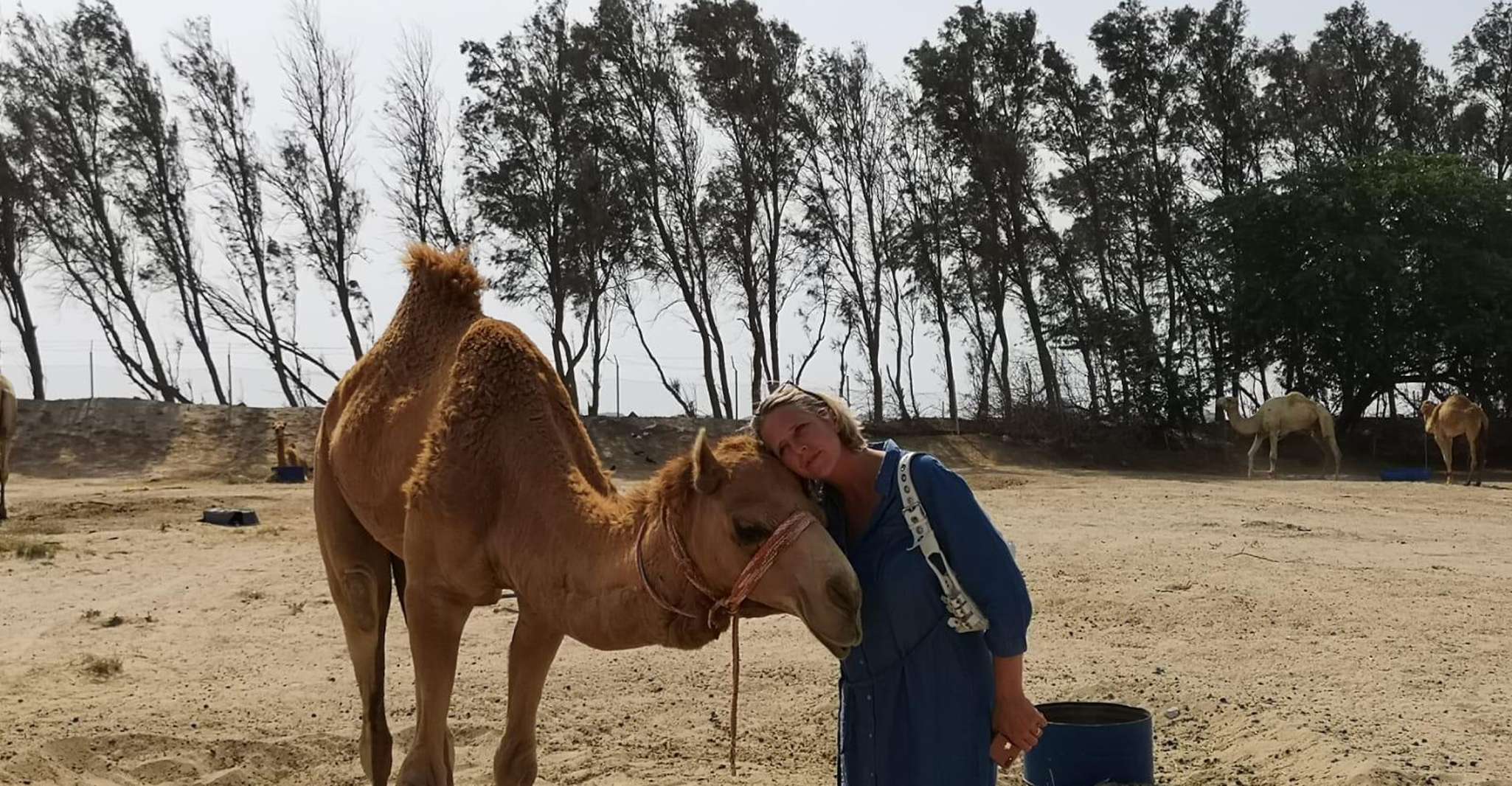 Bahrain in a Day from City Lights to Desert Landscapes photo 5