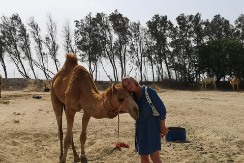 Le Bahreïn en une journée, des lumières de la ville aux paysages désertiques