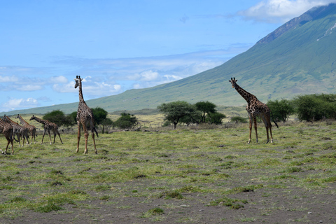Ol Doinyo Lengai Övernattning och soluppgångsvandringOl Doinyo Lengai