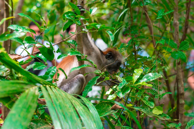 Zanzibar: Jozani Forest rondleiding met lunch