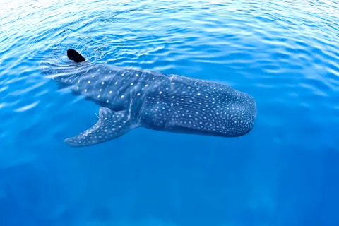 Nova experiência de encontro com tubarões-baleia em Cancún !!!