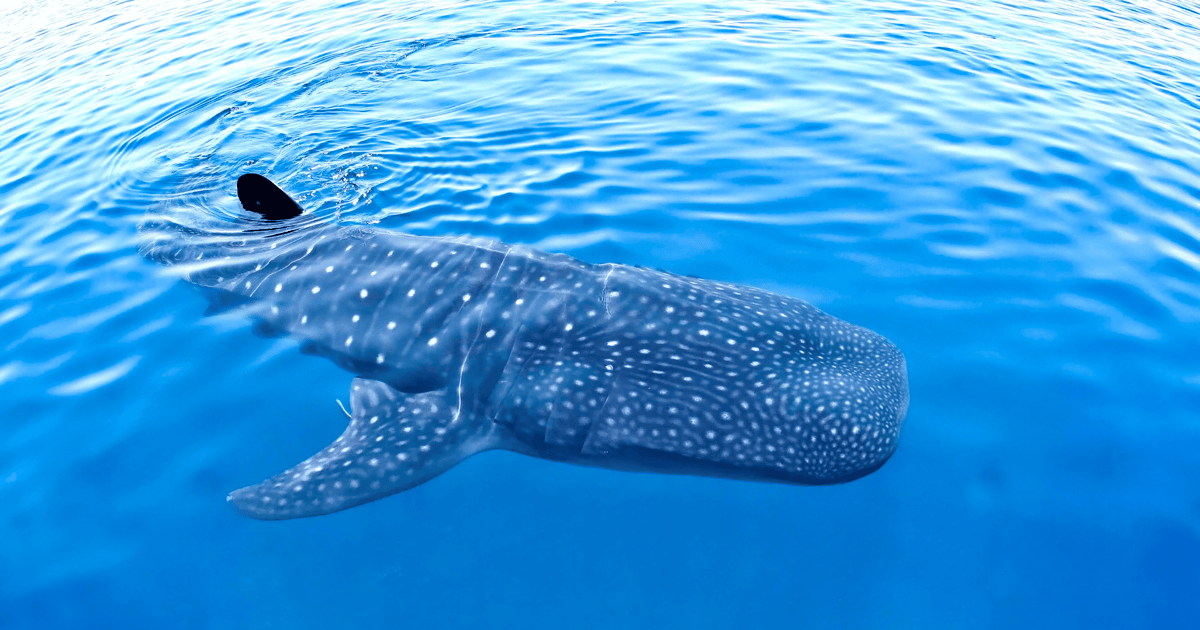 New Whale Shark Encounter Experience In Cancun !! 