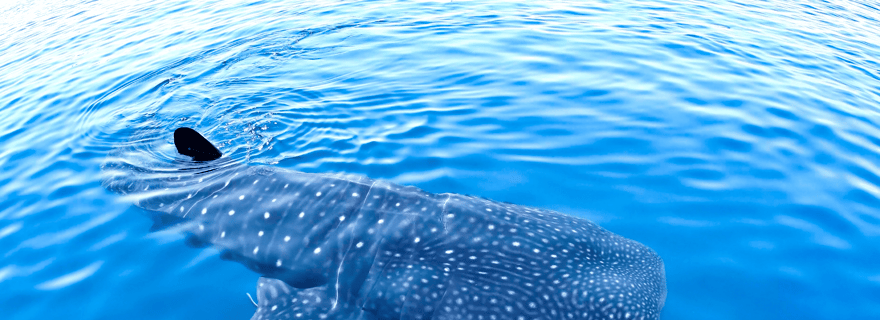 Nouvelle expérience de rencontre avec des requins-baleines à Cancun !