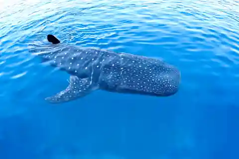 New Whale Shark Encounter Experience in Cancun !!