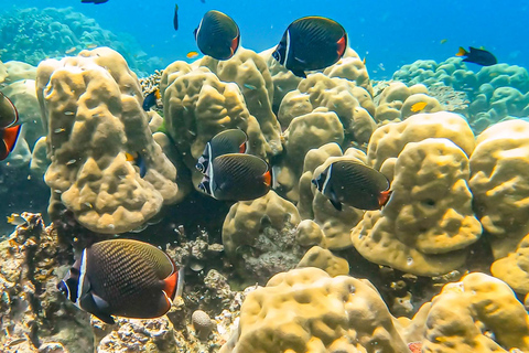 Phuket or Khaolak: Surin Islands 1 or 2-day Snorkeling Tour From Khaolak: Surin Islands 2-day Snorkeling Tour
