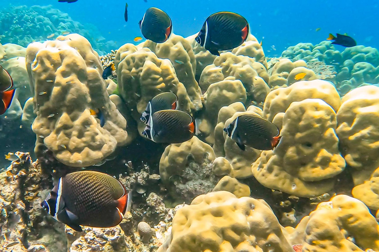 Phuket or Khaolak: Surin Islands 1 or 2-day Snorkeling Tour From Khaolak: Surin Islands 2-day Snorkeling Tour