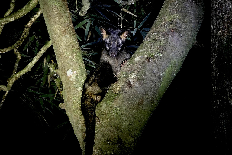 Khao Sok: Half-Day & Night Wildlife Trek and Jungle Dinner Option 6: Half-Day & Night Trek with Dinner From Khao Lak